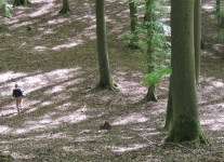 Waldfoto, Aufnahme: R. Schulz