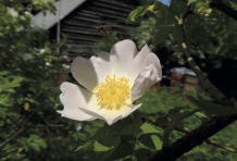 Waldfoto, Aufnahme: R. Schulz