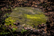 Das Foto zeigt einen alten, teils bewachsenen Grabstein.